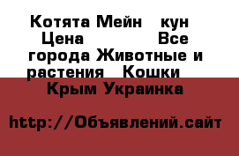 Котята Мейн - кун › Цена ­ 19 000 - Все города Животные и растения » Кошки   . Крым,Украинка